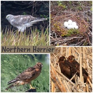 Northern Harrier